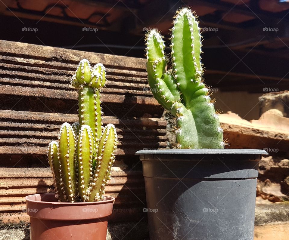 cactus small