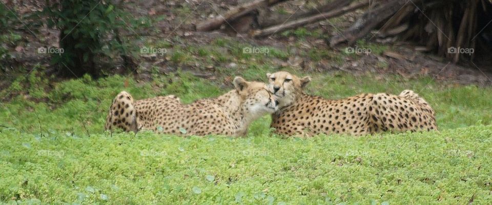Cheetahs