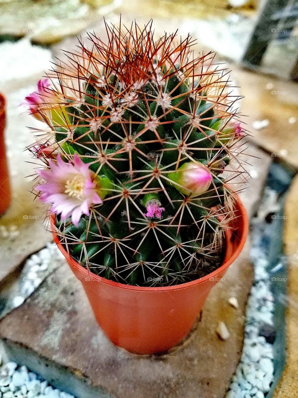 Cactus