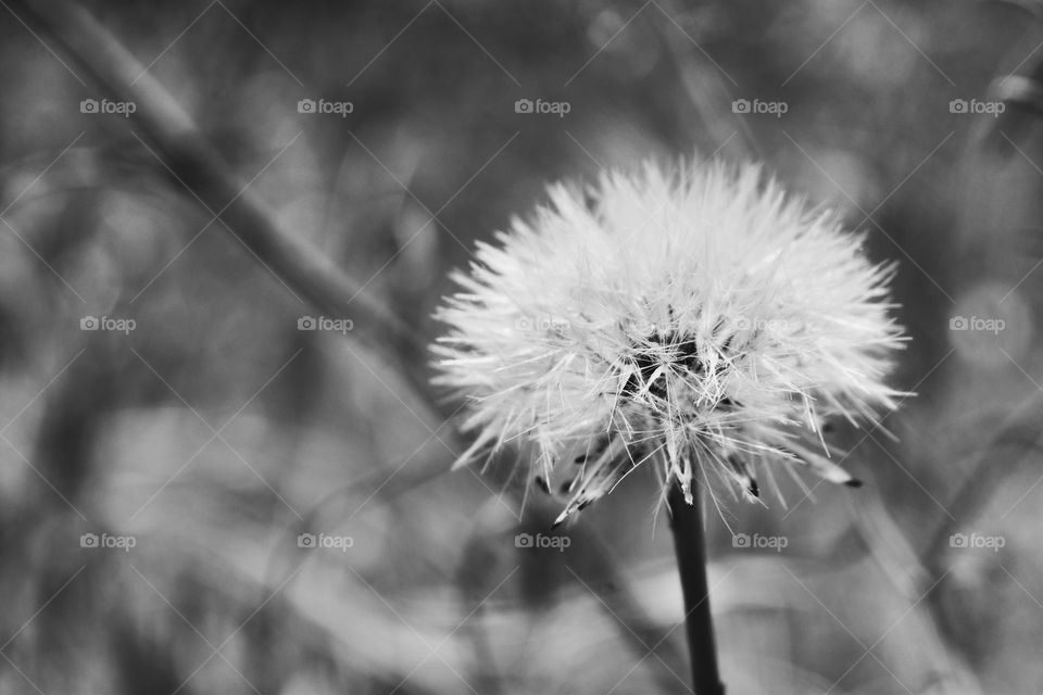 Dandelion 