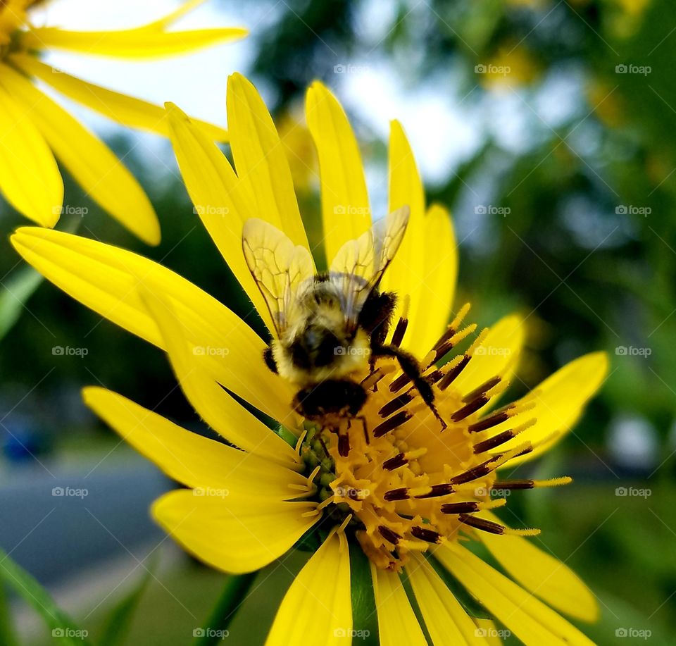 Bumble Bee