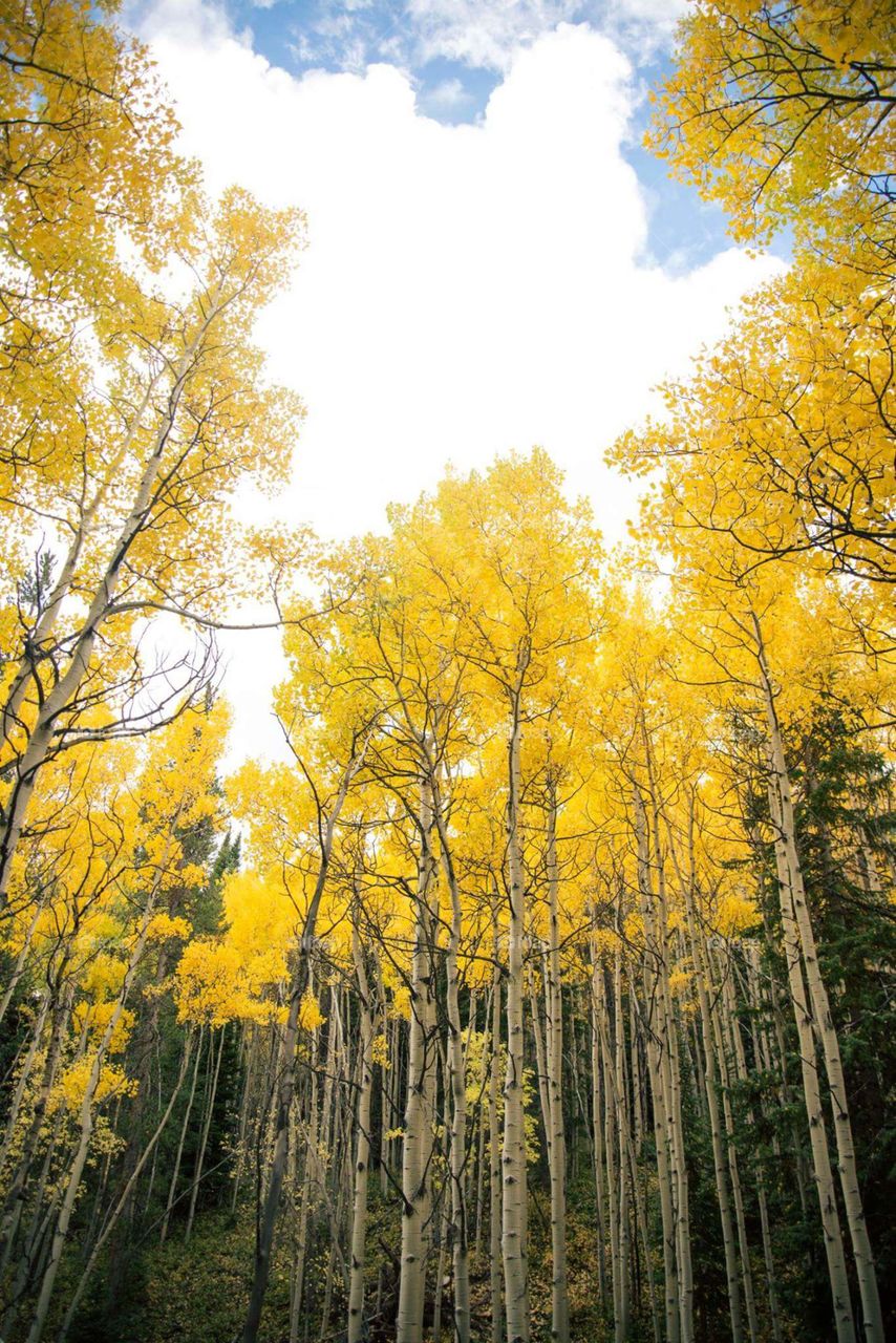 Aspen Autumn