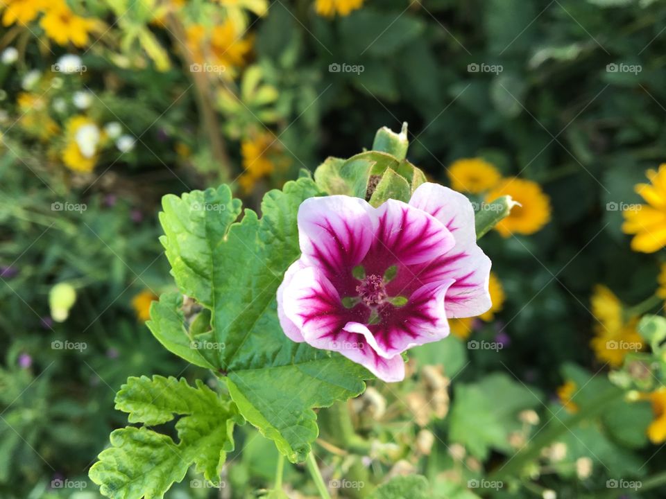Beautiful pink flower 