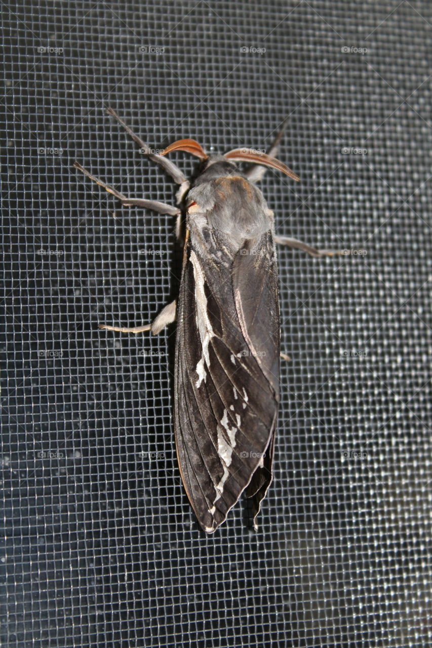 Huge moth comes out from the earth after the rain