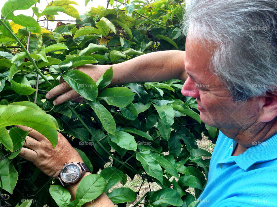 Man examining plants of passion fruit