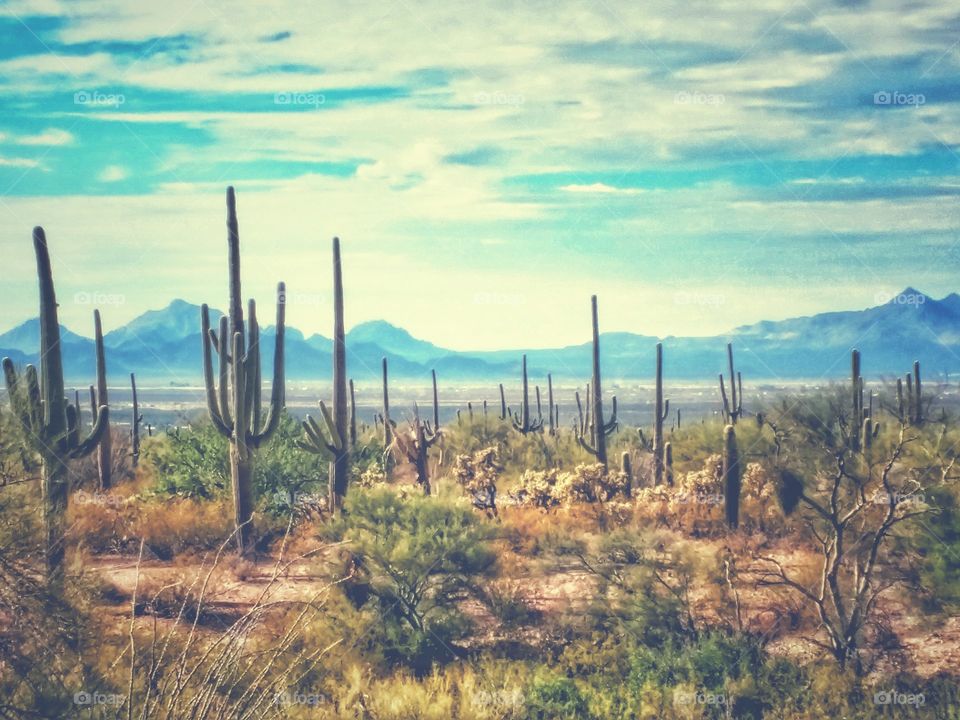 Saguaro National Park