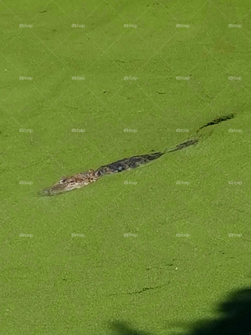 Alligator in swamp
