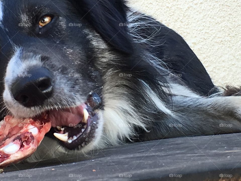 Border collie sheepdog chewing on raw beef bone closeup