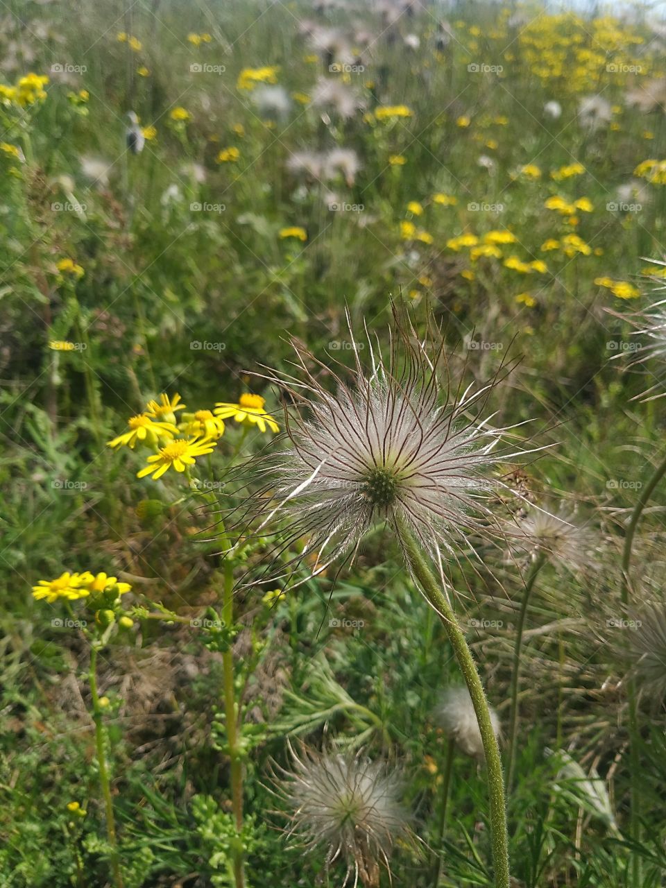 A nice fuzzy flower