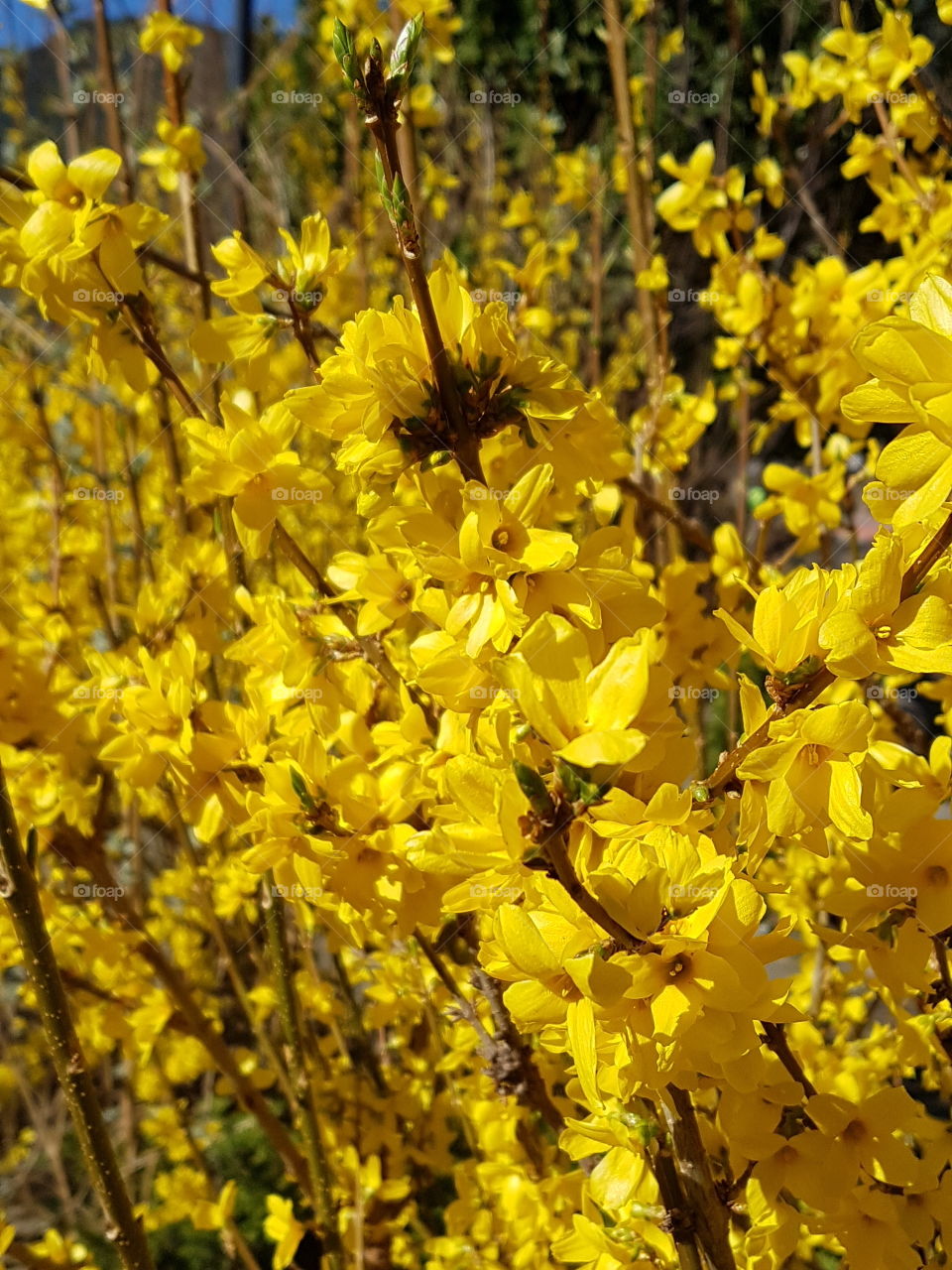 yellow spring flowers