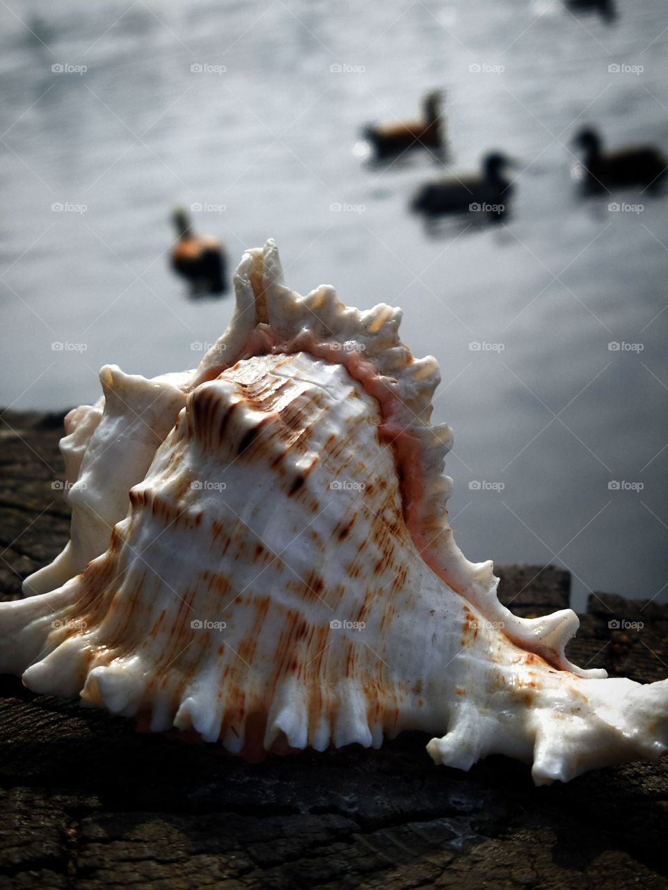 Sea shell on the background of floating ducks