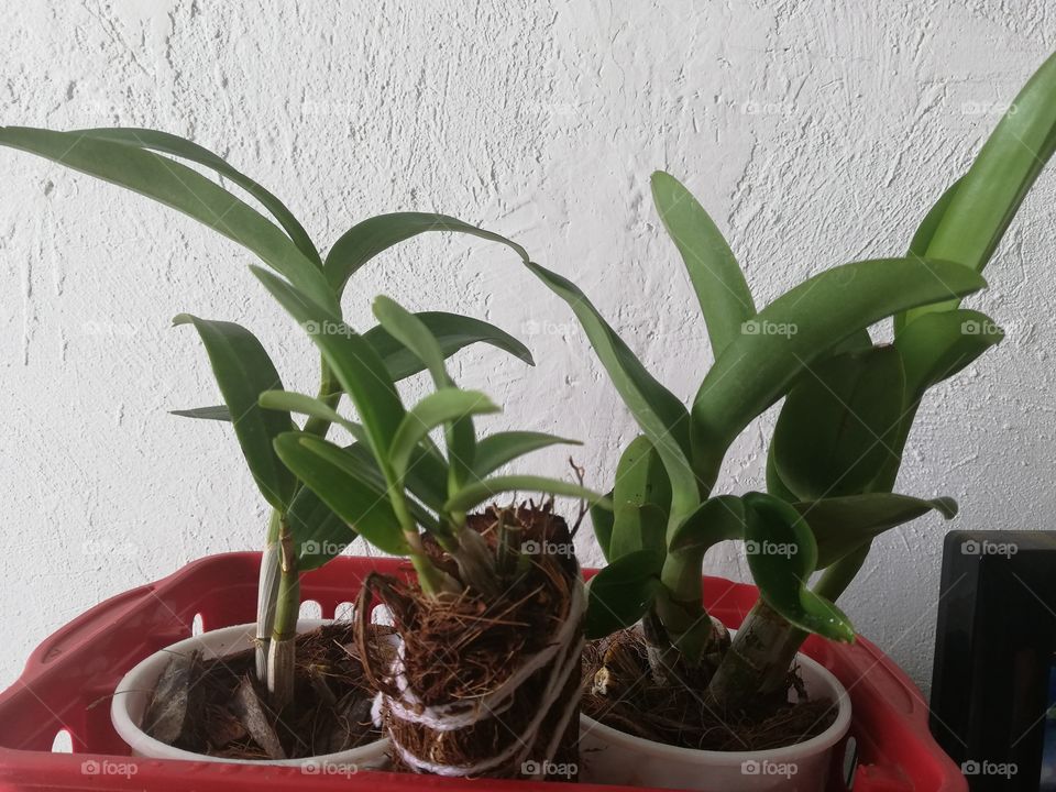 Indoor Denrubium Orchid