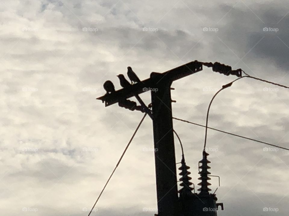 Birds on power 