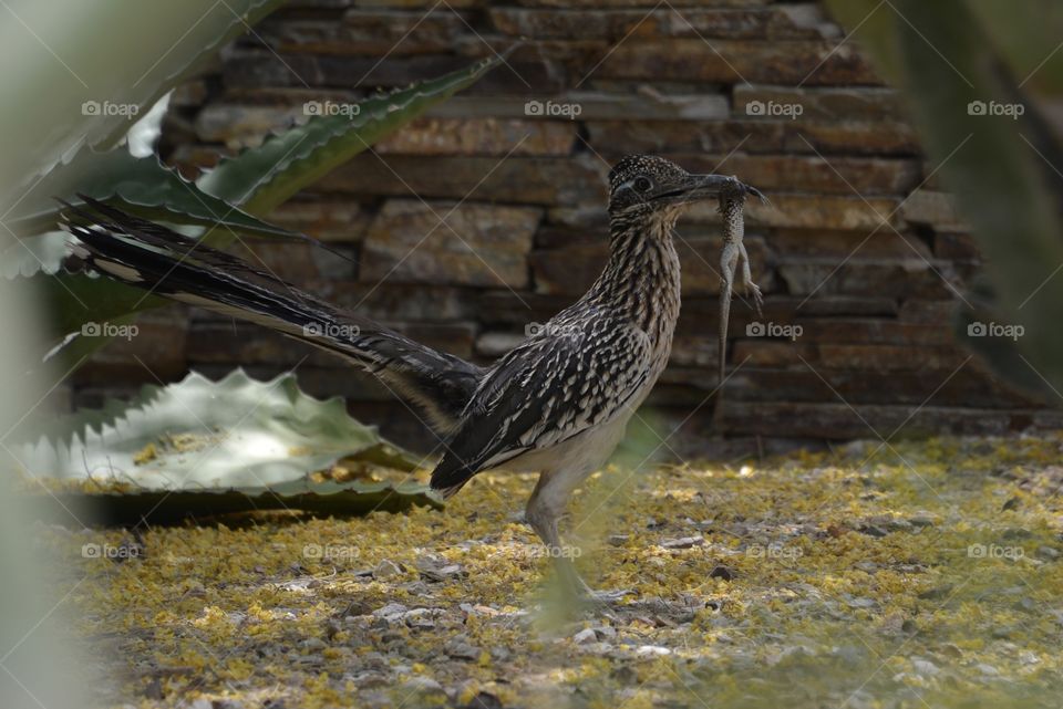 Road Runner catching and eating his lunch, Mr. Lizard