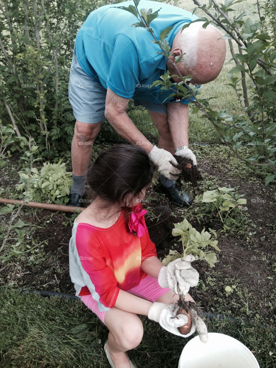 Grandfather teaching granddaughter about growing potatoes