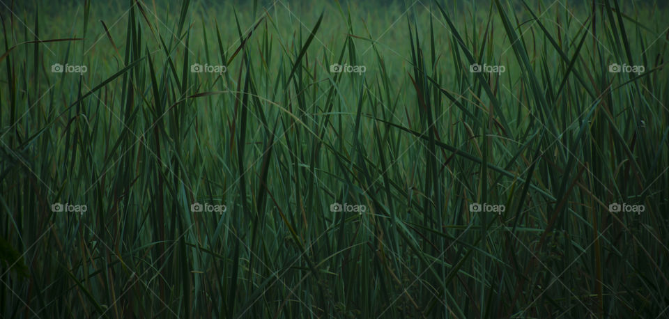 tall green grass