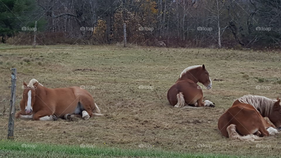 draft horses napping
