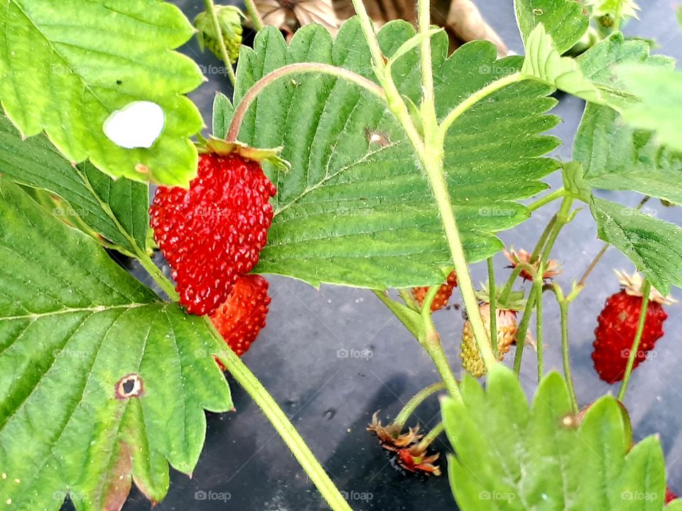 Forest strawberries planted around the flower garden