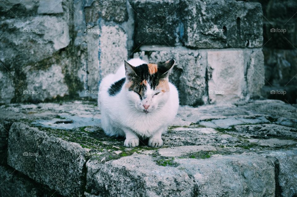 Happy Cat. Tel aviv, Israel