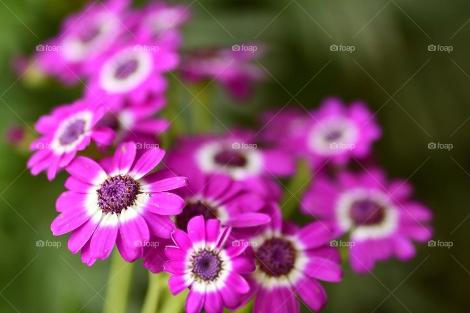 The Spring has Arrived..