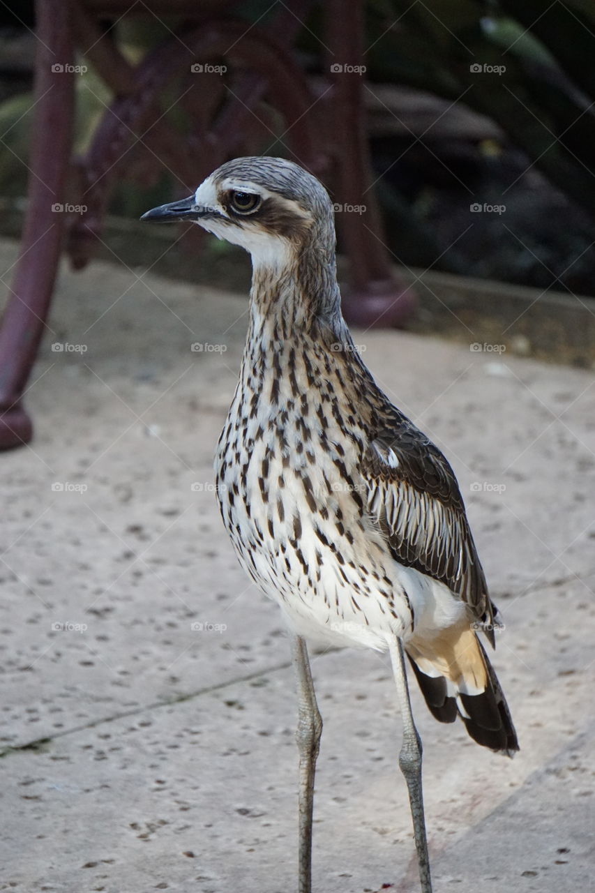 Mallee fowl