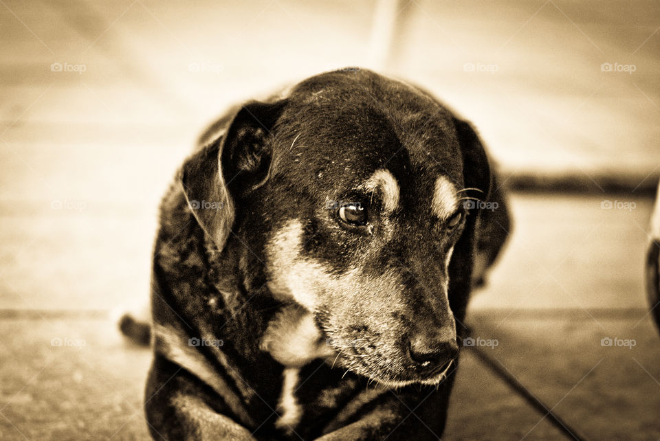 monochrome of dog looking sad