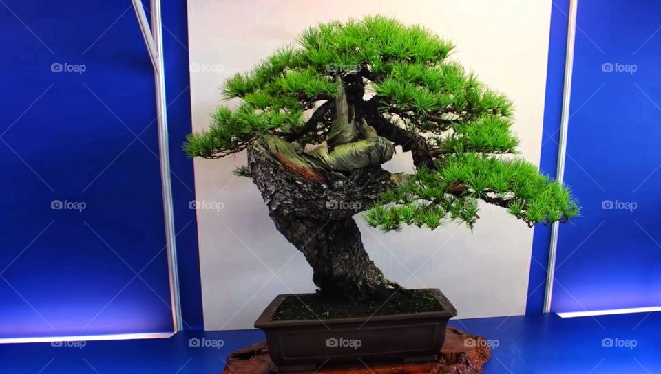 Mostra internazionale del bonsai, 2017