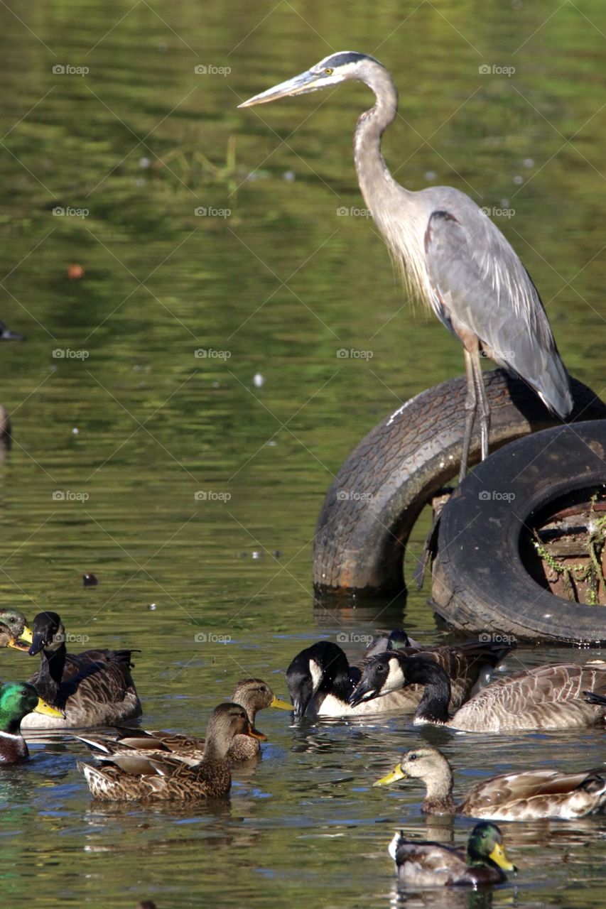 King of the pond