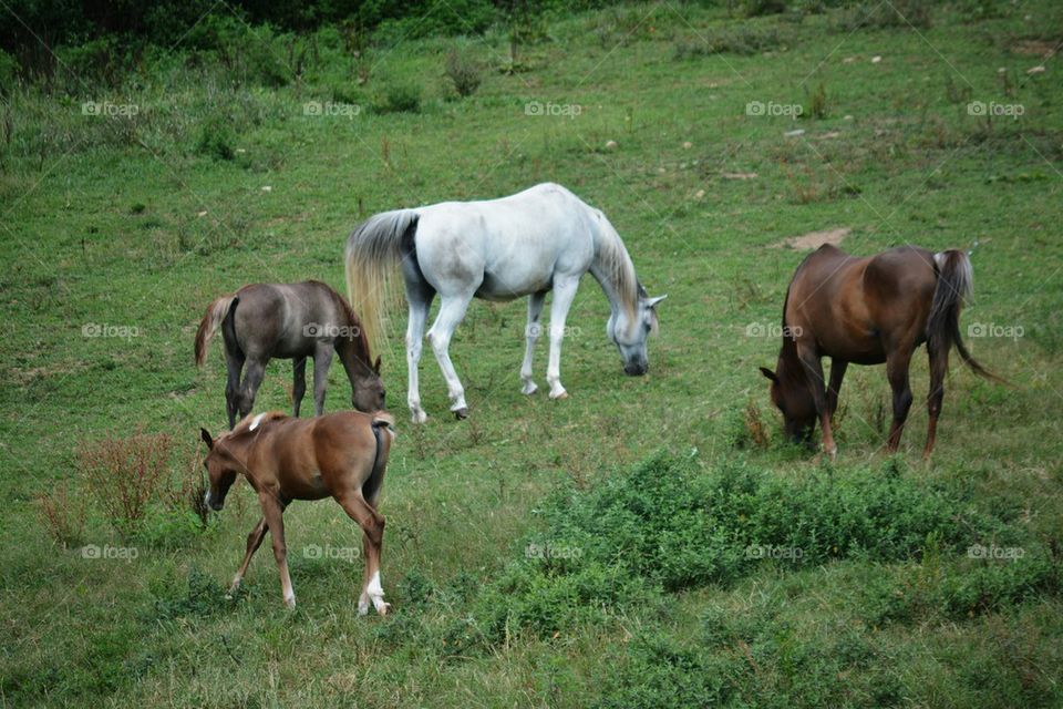 Arabian mares and their foals