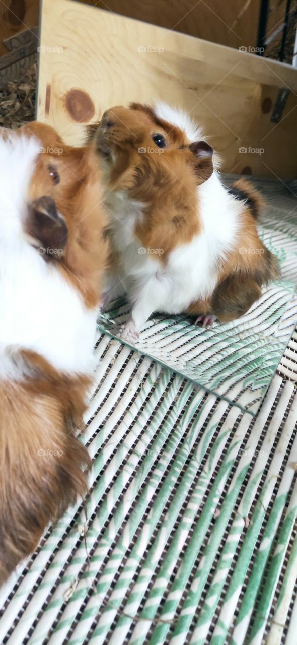 Guinea pigs love to look in the mirror.