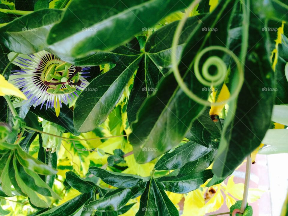 Vines of passionflowers 
