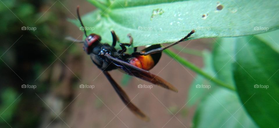 Vespa tropica insects perch on the leaves