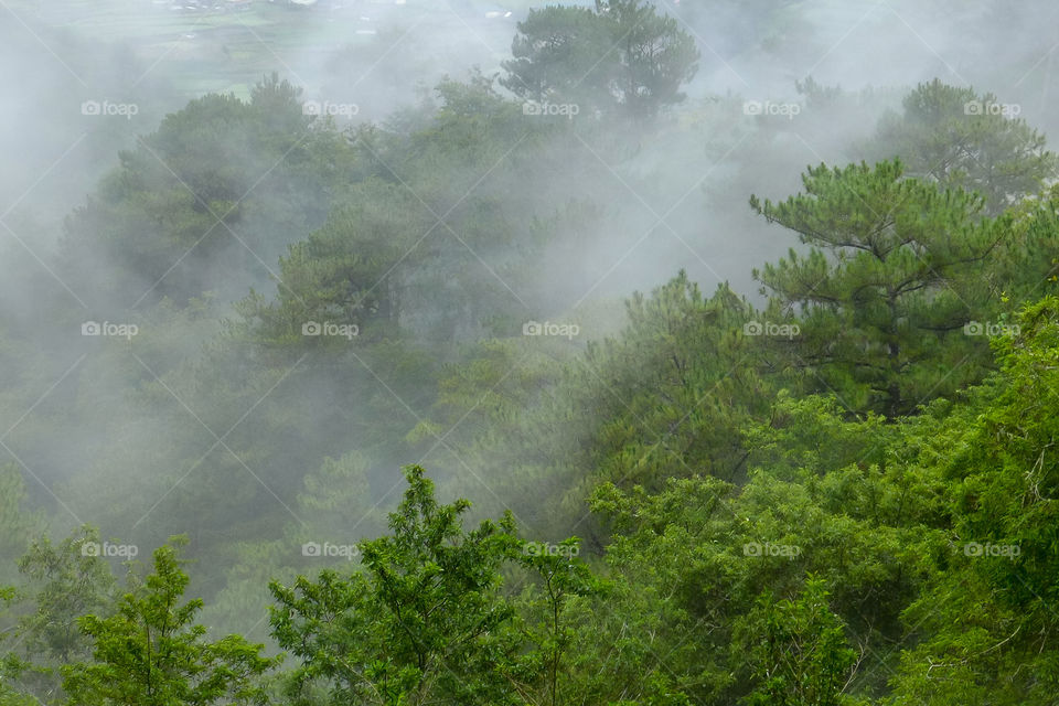 Trees in forest during foggy weather