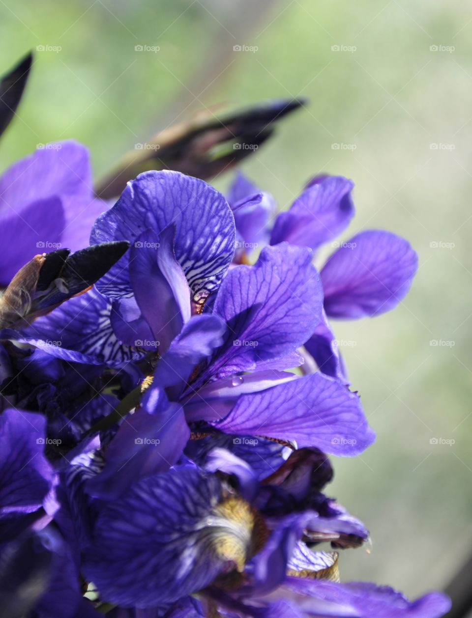 purple iris