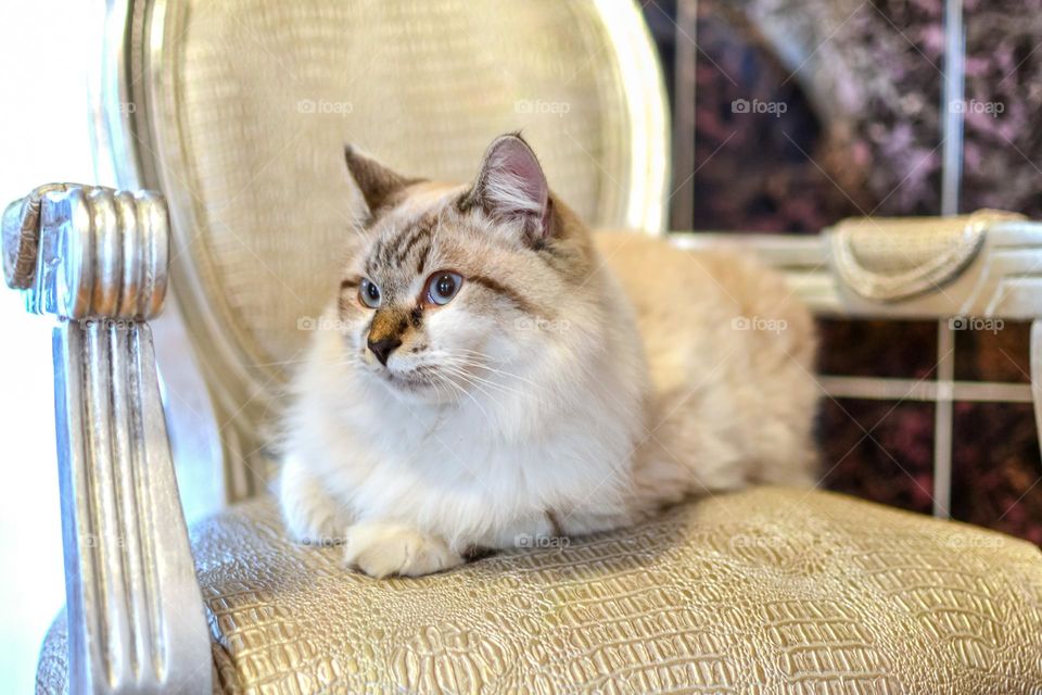a white cat is resting on a chair
