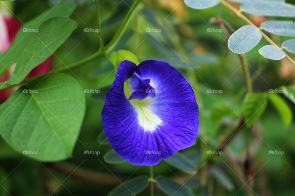 Blue clitoria ternatea