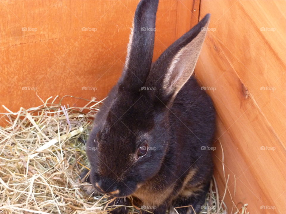 my gorgeous rabbit at 8 weeks old