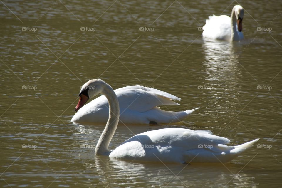 swans on the lake