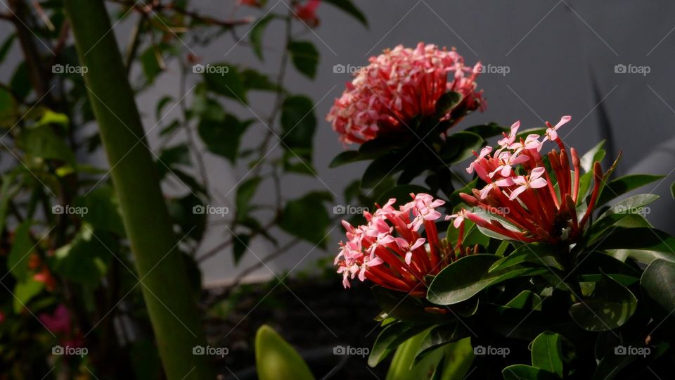 Ixora chinensis, commonly known as Chinese ixora, is a species of plant of the genus Ixora