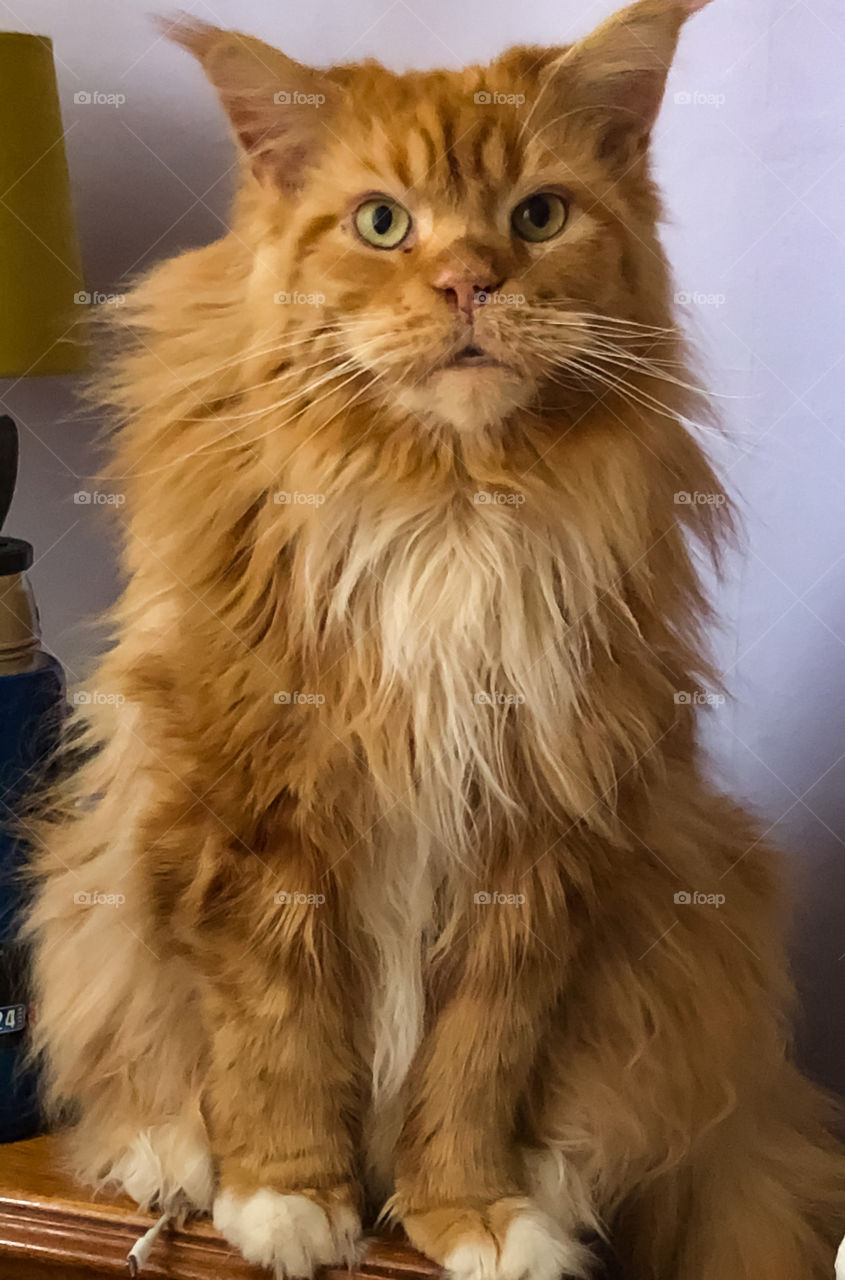 Mainecoon