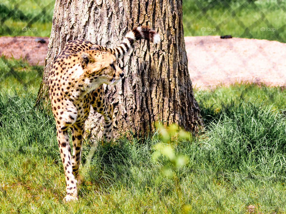 Looking through the fence