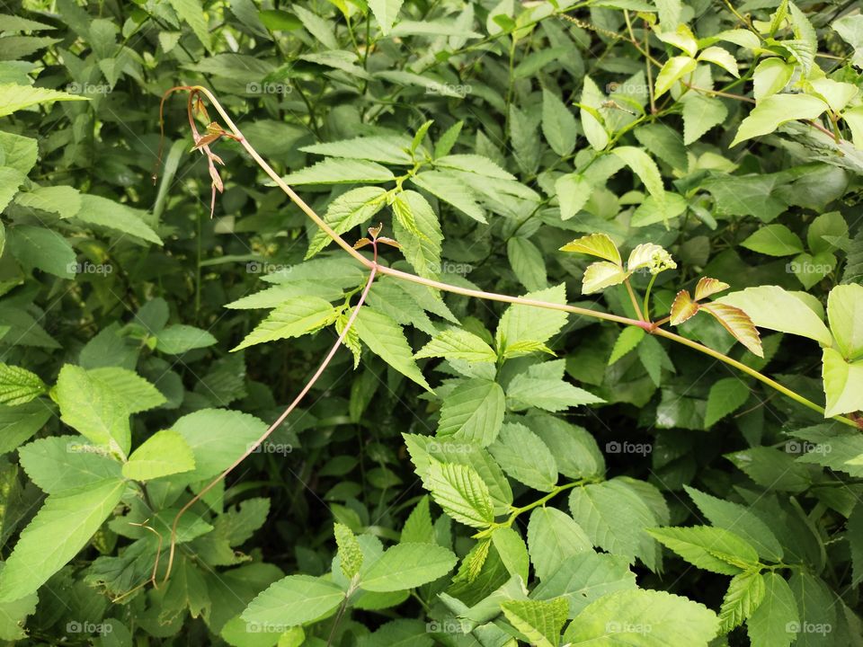 Gynostemma pentaphyllum 
Vines in Shape of Snake 🐍
Natural beauty
👁️📷👁️📷