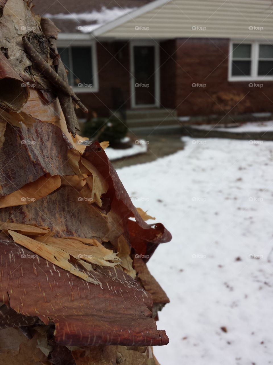 tree bark, house