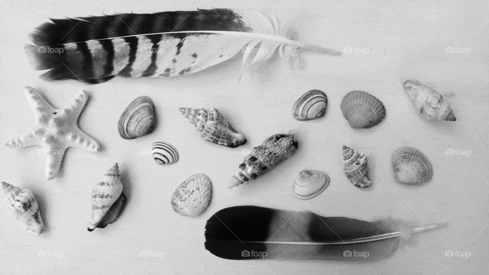 Black white sea beach shells with seagull feather