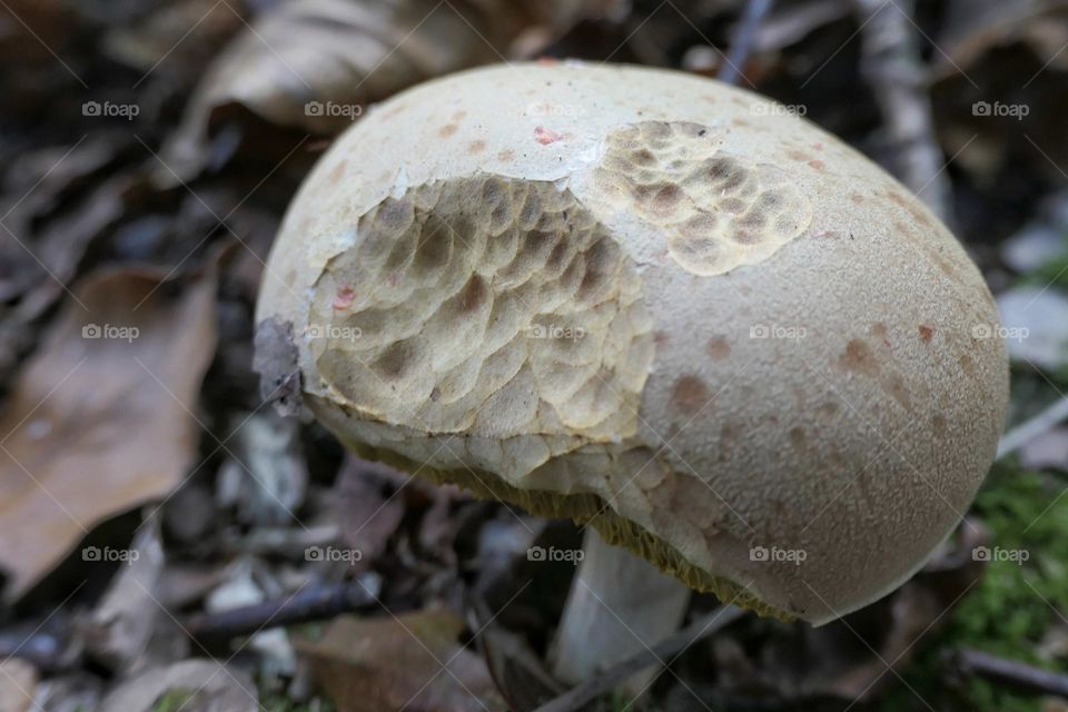 White nibbled mushroom in the forest