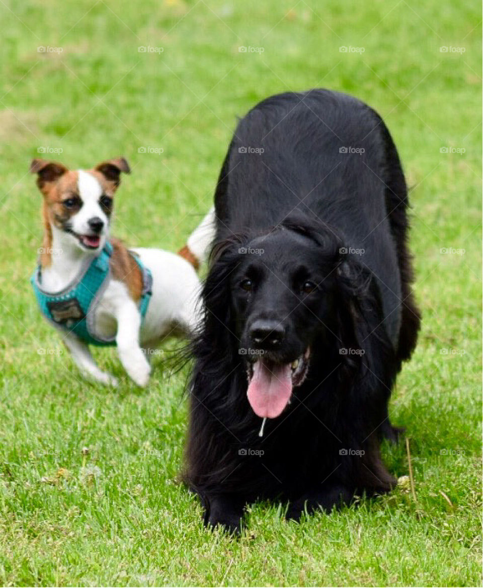 Poppy the jack-chi and Max the retriever have fun in the park!