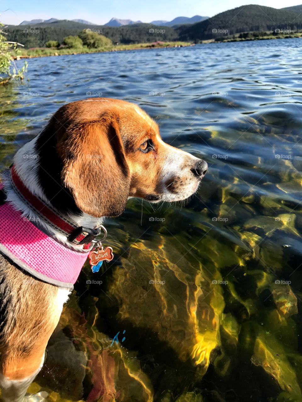 Lola at the lake 
