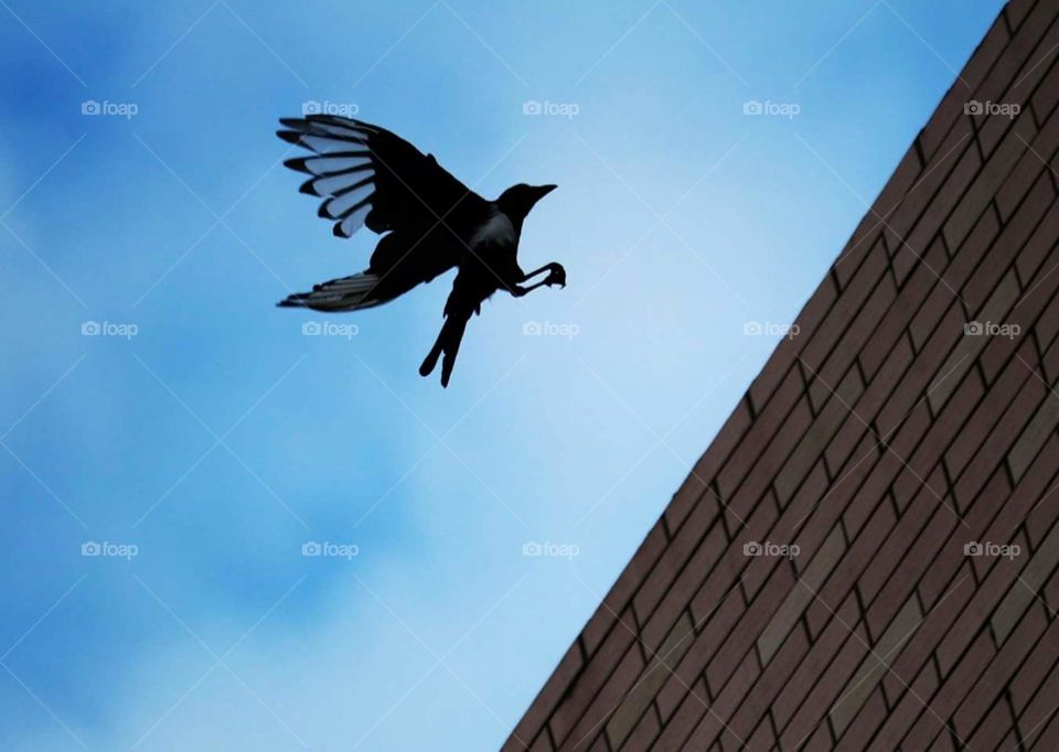 A Bird is about to Land on a Wall