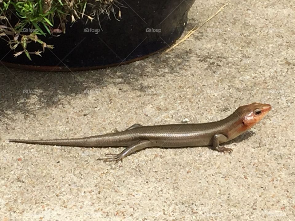 Sunbathing Lizard 