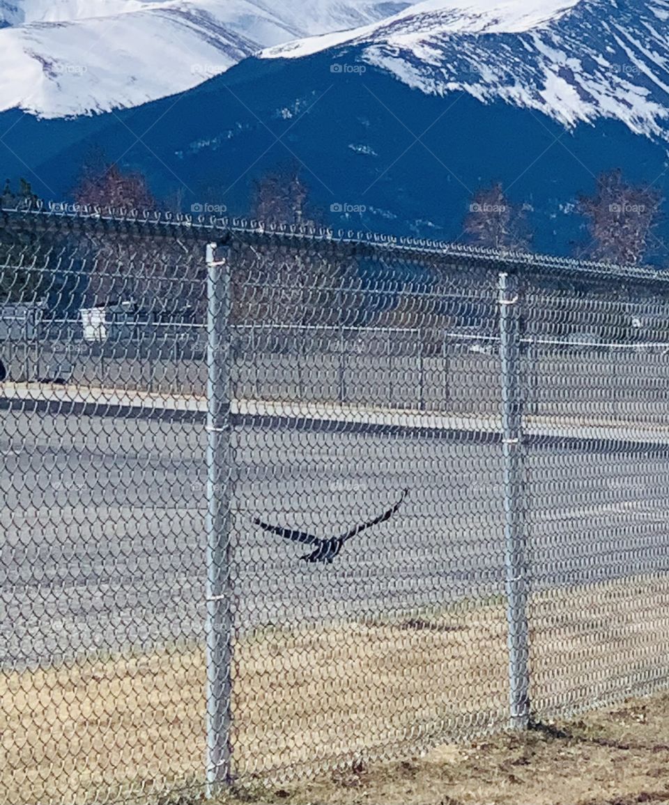 Bird in flight 